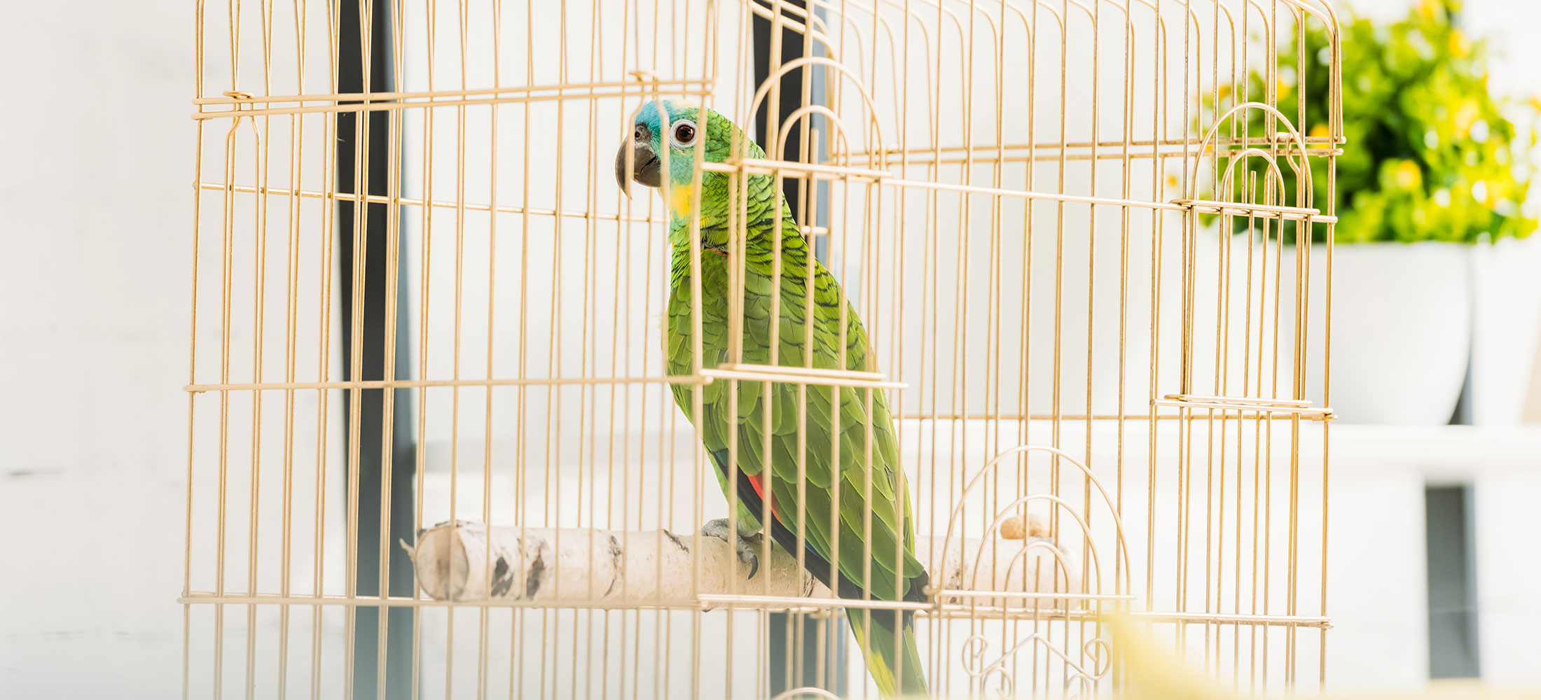 Exotic Pet Care VMC Easton