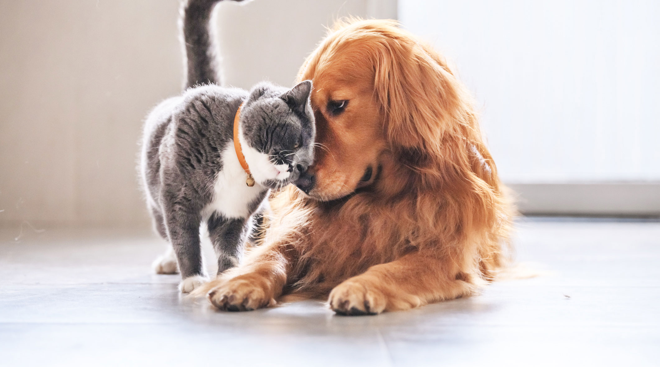 can a dog get sick from killing a cat