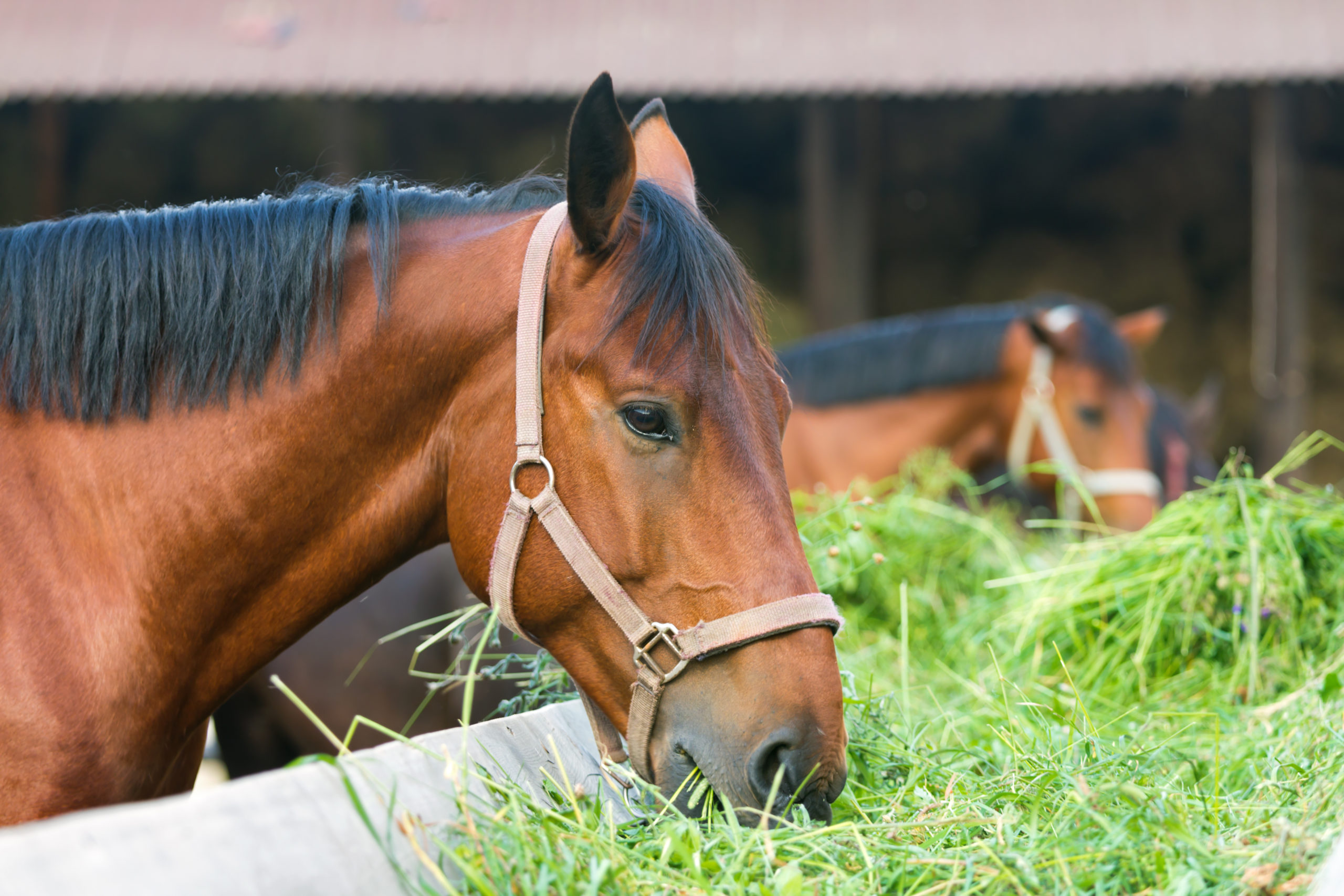 Equine Gastric Ulcers - VMC Easton