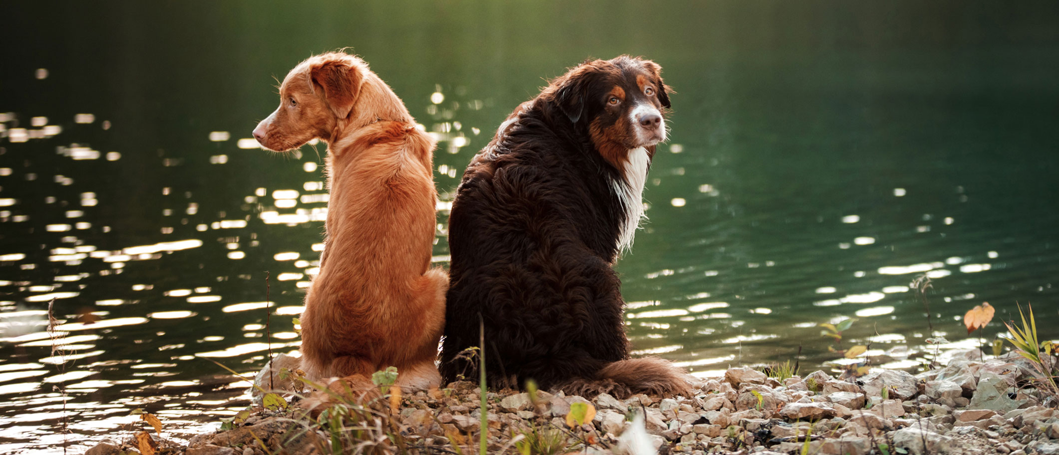 Senior Dog Questionnaire VMC Easton