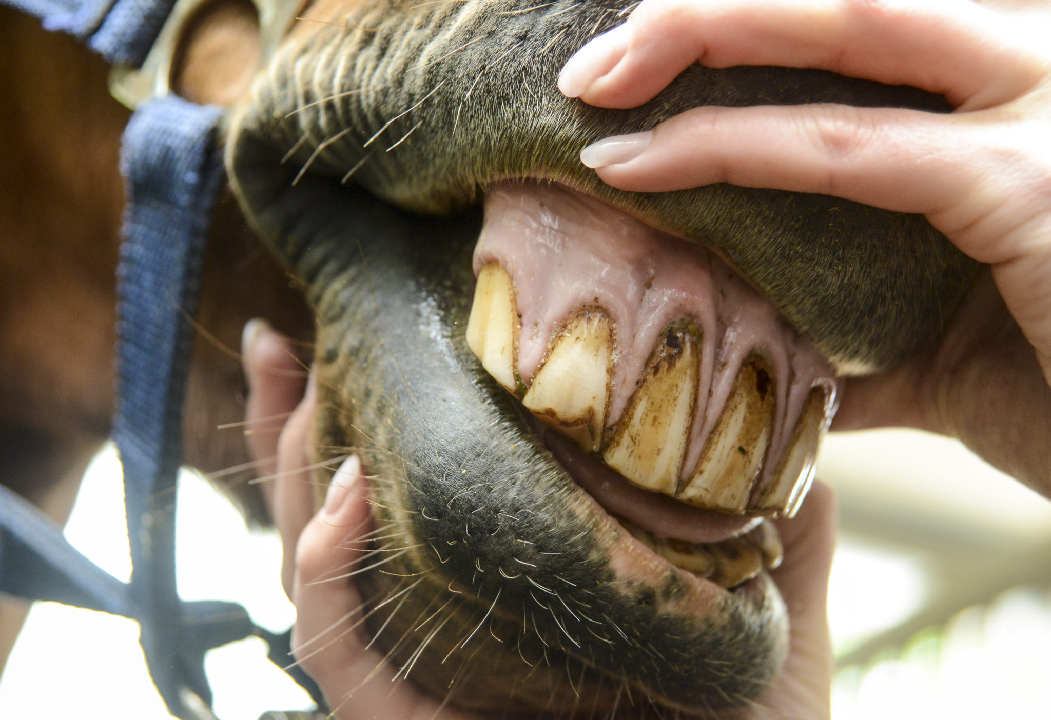 Why you should look a gift horse in the mouth VMC Easton