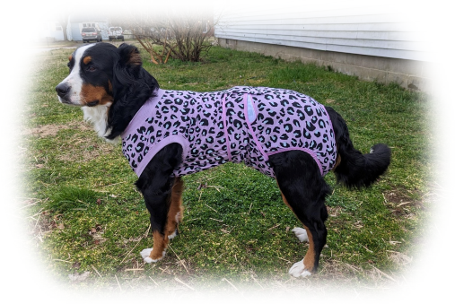 thumbnail image 2 of IECOii Dog Surgery Recovery Suit For Female Or Male Dogs,Post Surgery 2 of 12