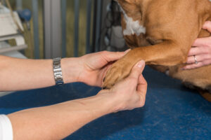 vet-examining-dog's-paw