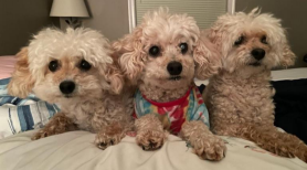three-small-dogs-on-bed