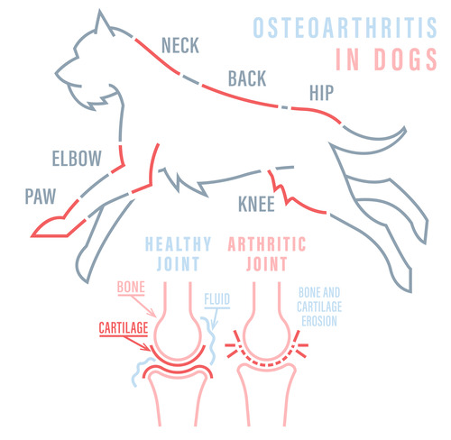 diagram-of-osteoarthritis-in-dogs