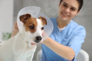 female-vet-fitting-jack-russell-terrier-dog-with-e-collar