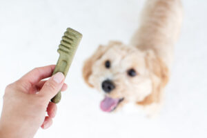 pet-owner-holding-dental-chew-for-small-dog