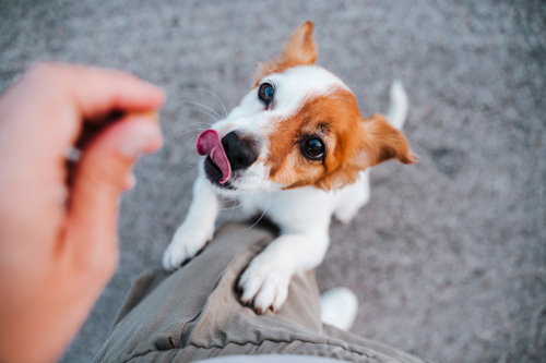 jack russell terrier dog standing on two paws begging for food from owner