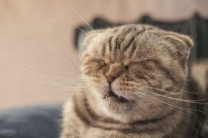 Scottish fold cat about to sneeze