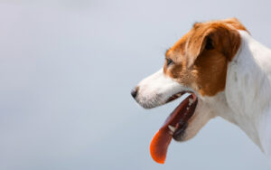close up profile of a jack russell terrier dog panting
