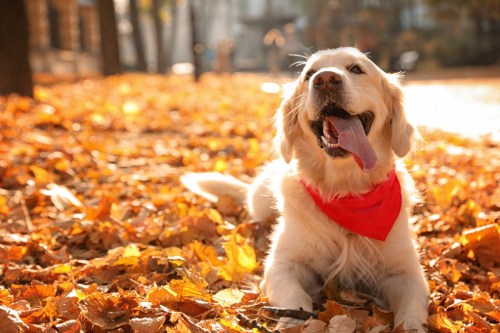 happy golden retriever dog wearing a red bandana while laying in fallen leaves at the park