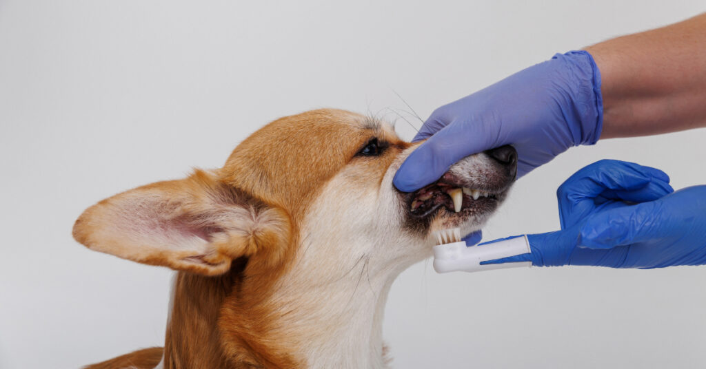 vet getting ready to brush corgi dog's teeth