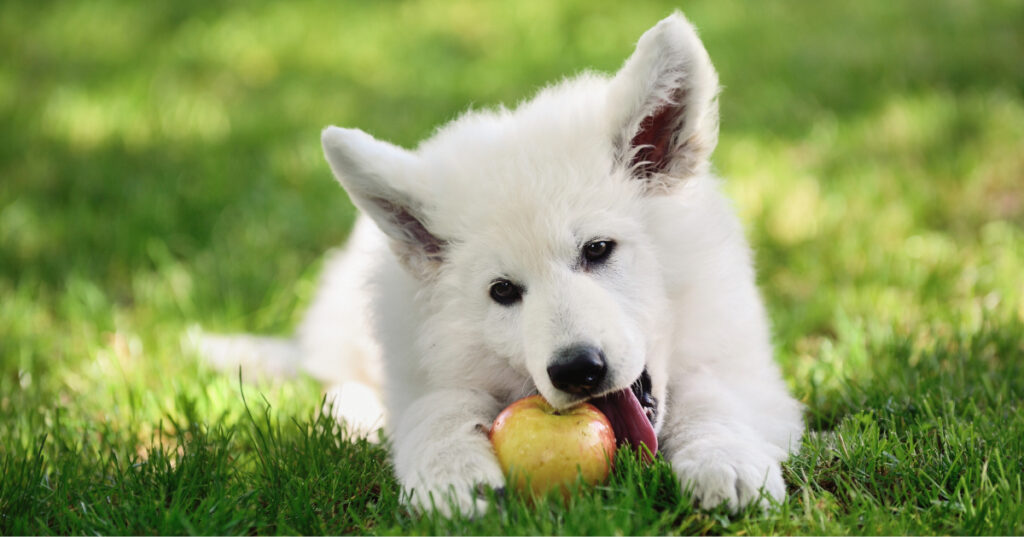 dog laying in the grass while biting into an apple