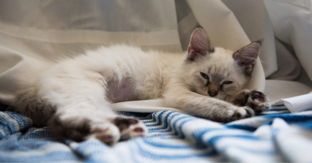 lethargic cat laying on a blanket
