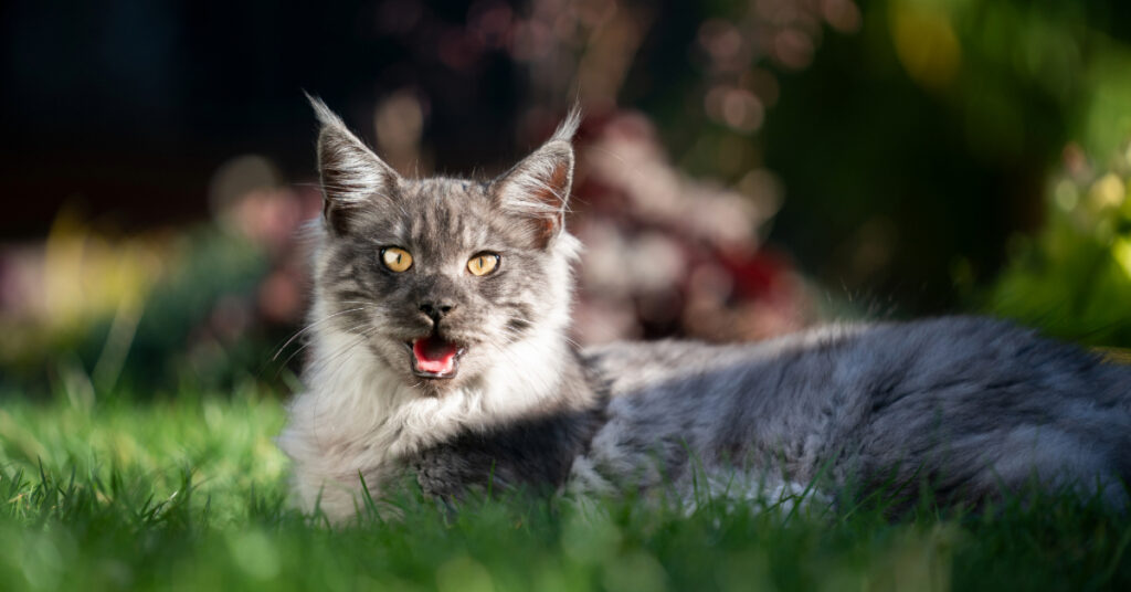 cat laying in the grass outside while panting