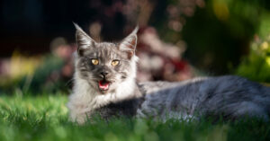 cat laying in the grass outside while panting