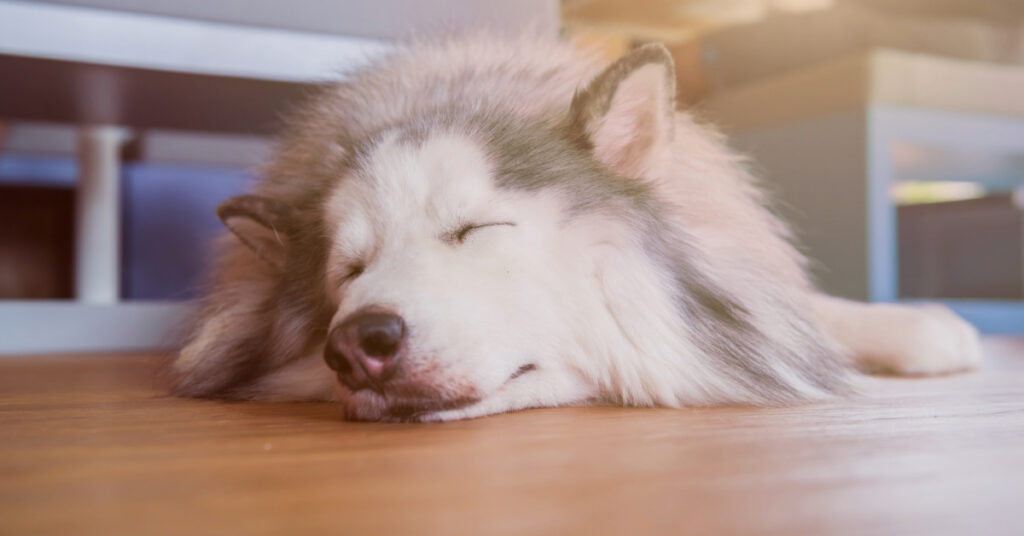 lethargic husky dog sleeping on the floor at home