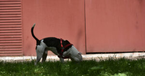 mixed breed dog eating grass